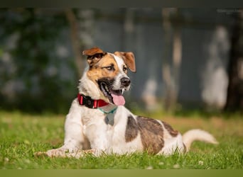 Toller Mario sucht aktives Zuhause