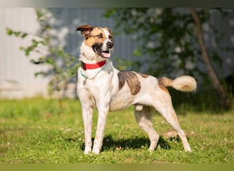 Toller Mario sucht aktives Zuhause