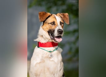 Toller Mario sucht aktives Zuhause