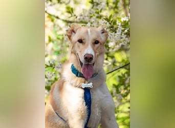 Freundlicher Altaj sucht warmes Körbchen