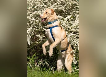 Freundlicher Altaj sucht warmes Körbchen