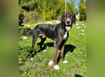 Jagdhund Mischling Don