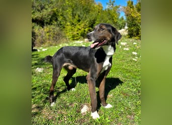 Jagdhund Mischling Don