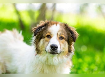 Kuschelbär Mischa sucht warmes Körbchen