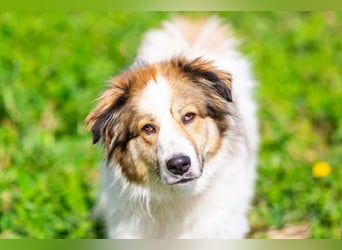 Kuschelbär Mischa sucht warmes Körbchen