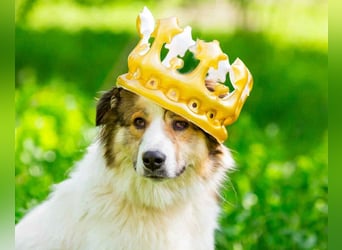 Kuschelbär Mischa sucht warmes Körbchen