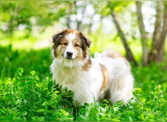 Kuschelbär Mischa sucht warmes Körbchen