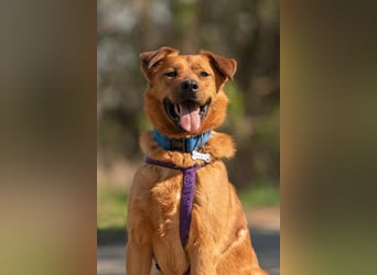 Wunderbarer Mandarin sucht seine Familie