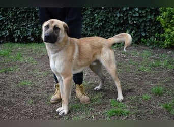 Anthaniel - Rohdiamant verschenkt sein Herz