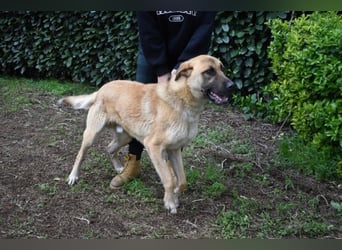 Anthaniel - Rohdiamant verschenkt sein Herz