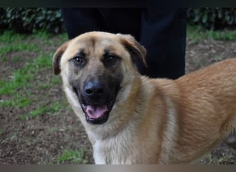 Anthaniel - Rohdiamant verschenkt sein Herz