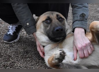 Anthaniel - Rohdiamant verschenkt sein Herz