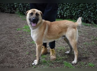 Anthaniel - Rohdiamant verschenkt sein Herz