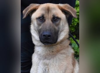 Anthaniel - Rohdiamant verschenkt sein Herz