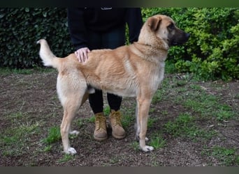 Anthaniel - Rohdiamant verschenkt sein Herz