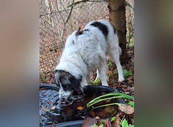 Tori – Die Hündin, die mit ihrem Lächeln die Welt heller macht!