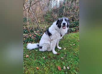 Tori – Die Hündin, die mit ihrem Lächeln die Welt heller macht!