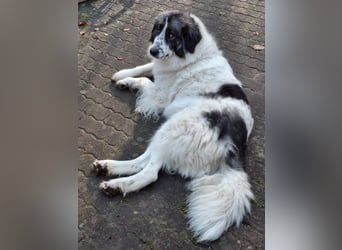 Tori – Die Hündin, die mit ihrem Lächeln die Welt heller macht!