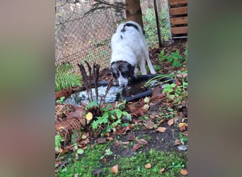 Tori – Die Hündin, die mit ihrem Lächeln die Welt heller macht!