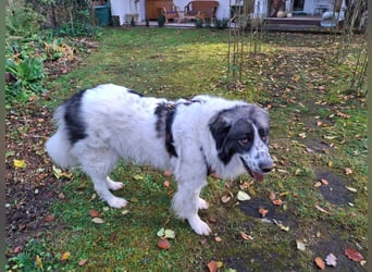 Tori – Die Hündin, die mit ihrem Lächeln die Welt heller macht!