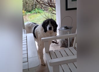 Tori – Die Hündin, die mit ihrem Lächeln die Welt heller macht!