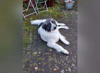 Tori – Die Hündin, die mit ihrem Lächeln die Welt heller macht!