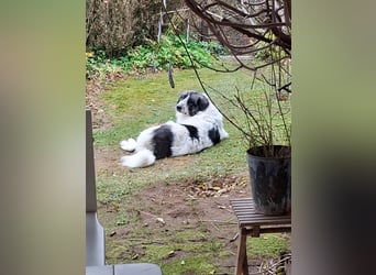 Tori – Die Hündin, die mit ihrem Lächeln die Welt heller macht!