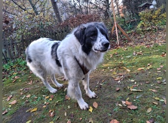 Tori – Die Hündin, die mit ihrem Lächeln die Welt heller macht!