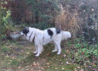 Tori – Die Hündin, die mit ihrem Lächeln die Welt heller macht!