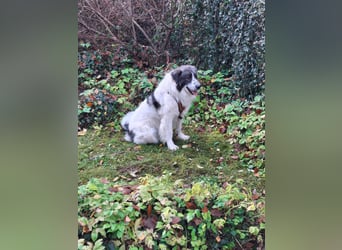 Tori – Die Hündin, die mit ihrem Lächeln die Welt heller macht!