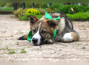 VALENTIN - Sonnenschein mit Handicap sucht seine Familie