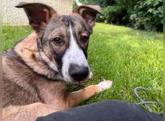 VALENTIN - Sonnenschein mit Handicap sucht seine Familie