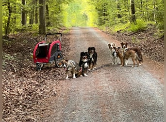 VALENTIN - Sonnenschein mit Handicap sucht seine Familie