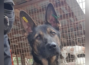 ♥UWE♥ verschmuster Traumhund: mit klugem Kopf und treuem Herzen 64 cm