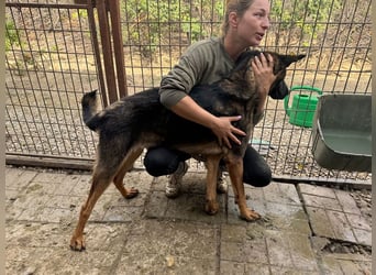 ♥UWE♥ verschmuster Traumhund: mit klugem Kopf und treuem Herzen 64 cm