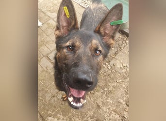 ♥UWE♥ verschmuster Traumhund: mit klugem Kopf und treuem Herzen 64 cm