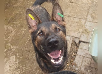 ♥UWE♥ verschmuster Traumhund: mit klugem Kopf und treuem Herzen 64 cm