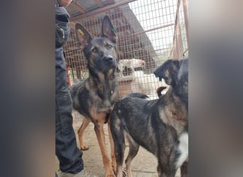 ♥UWE♥ verschmuster Traumhund: mit klugem Kopf und treuem Herzen 64 cm