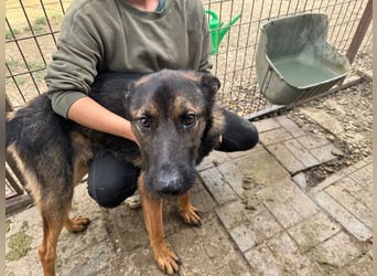 ♥UWE♥ verschmuster Traumhund: mit klugem Kopf und treuem Herzen 64 cm