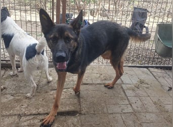 ♥UWE♥ verschmuster Traumhund: mit klugem Kopf und treuem Herzen 64 cm