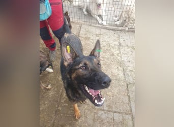 ♥UWE♥ verschmuster Traumhund: mit klugem Kopf und treuem Herzen 64 cm