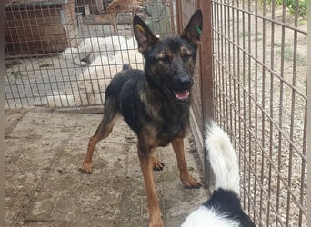 ♥UWE♥ verschmuster Traumhund: mit klugem Kopf und treuem Herzen 64 cm