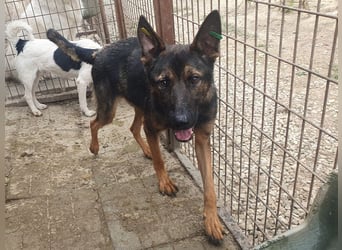 ♥UWE♥ verschmuster Traumhund: mit klugem Kopf und treuem Herzen 64 cm