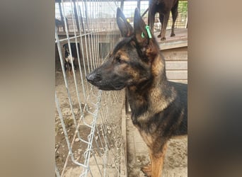 ♥UWE♥ verschmuster Traumhund: mit klugem Kopf und treuem Herzen 64 cm