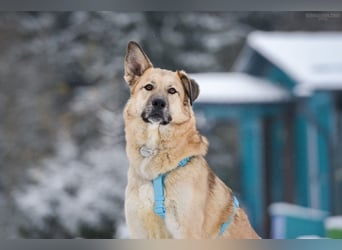 Freundlicher Anton sucht seine Menschen