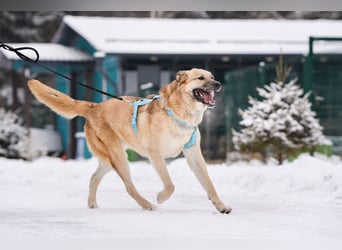 Freundlicher Anton sucht seine Menschen