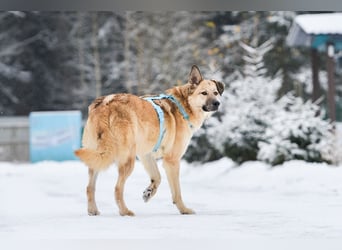 Freundlicher Anton sucht seine Menschen