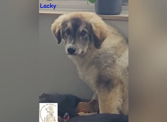 Lacky –  der Kuschelbär