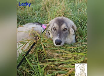 Lacky –  der Kuschelbär