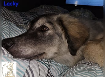 Lacky –  der Kuschelbär